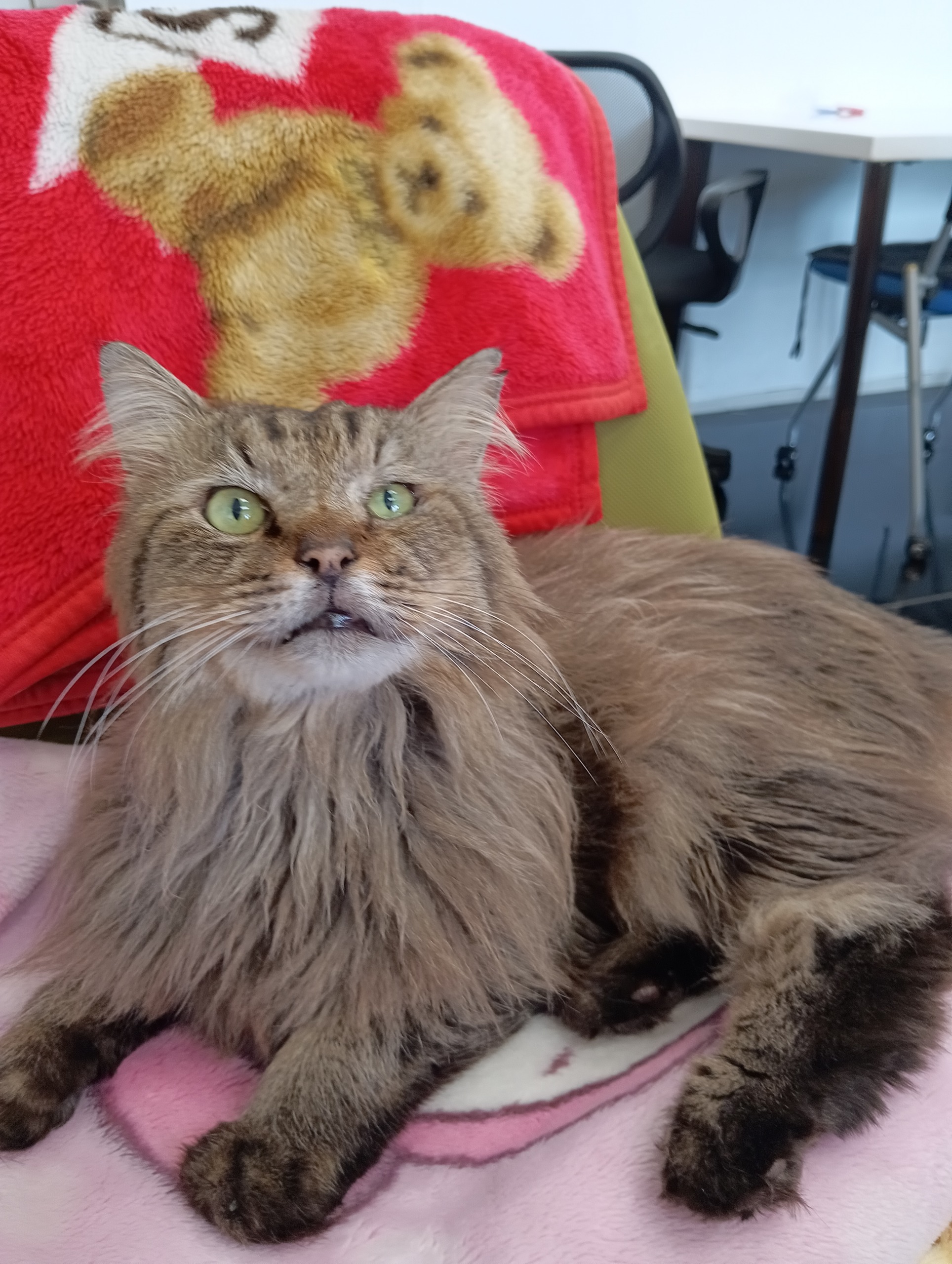 保護猫 タマレオン