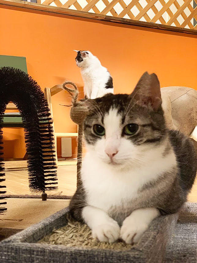 保護猫 たくし