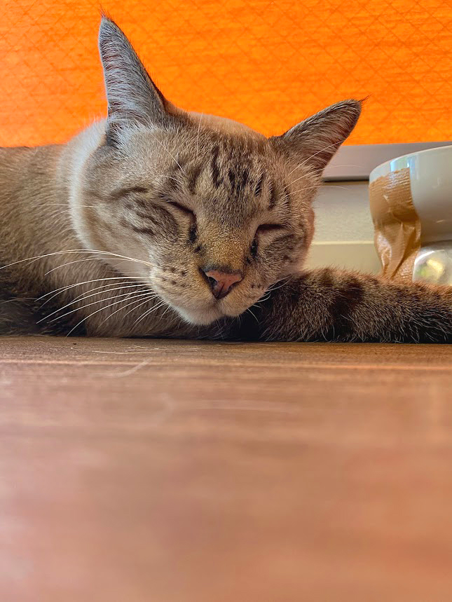 保護猫 ピノ