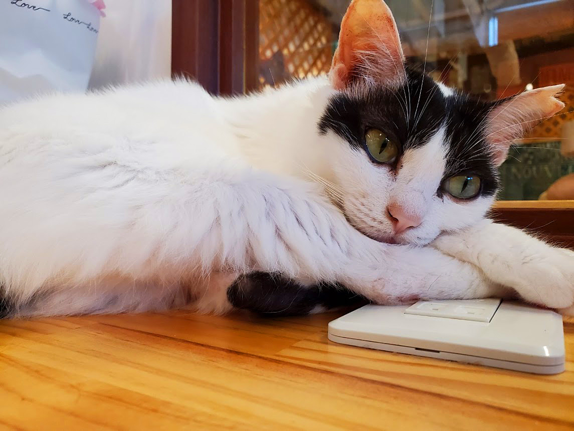 保護猫 メル