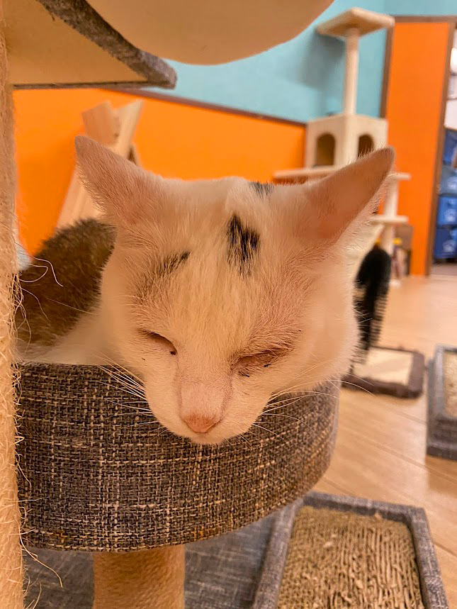 保護猫 はじゅー