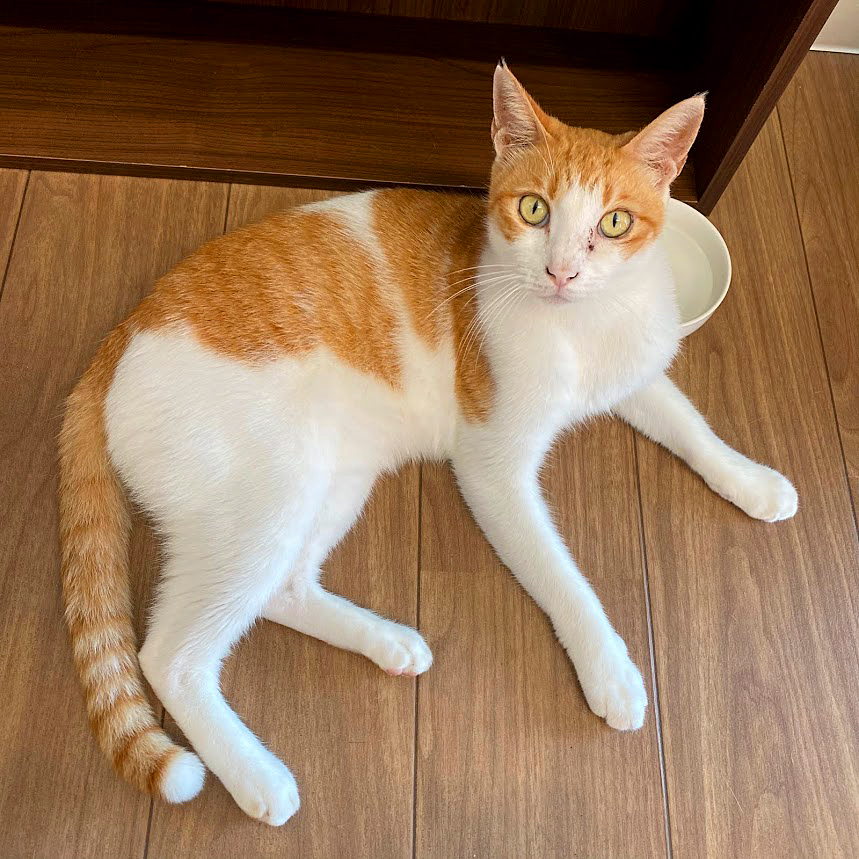 保護猫 にゃーにゃー