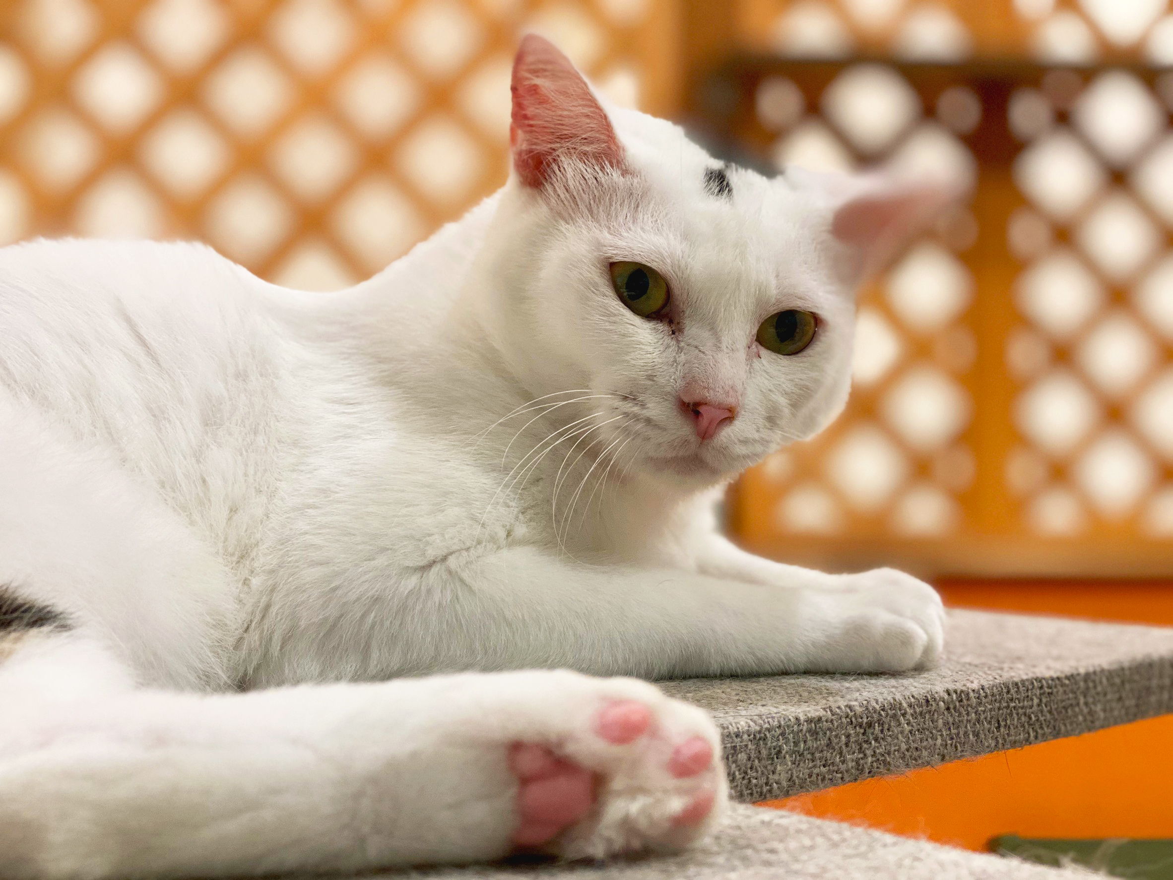 保護猫 ゴマ