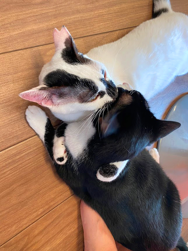 保護猫 はな