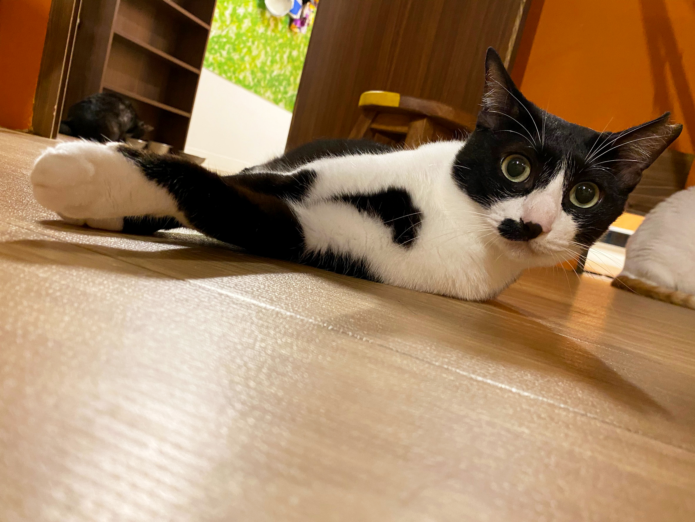保護猫 ルイ
