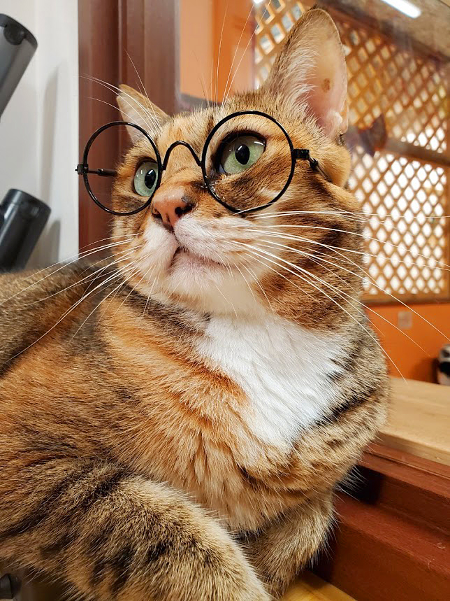 保護猫 きゅーちゃん
