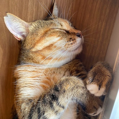 きゅーちゃん
