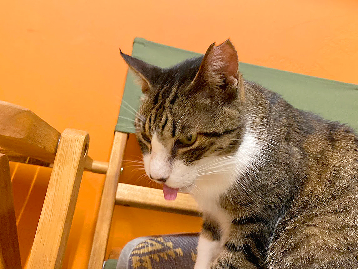 保護猫 シャム
