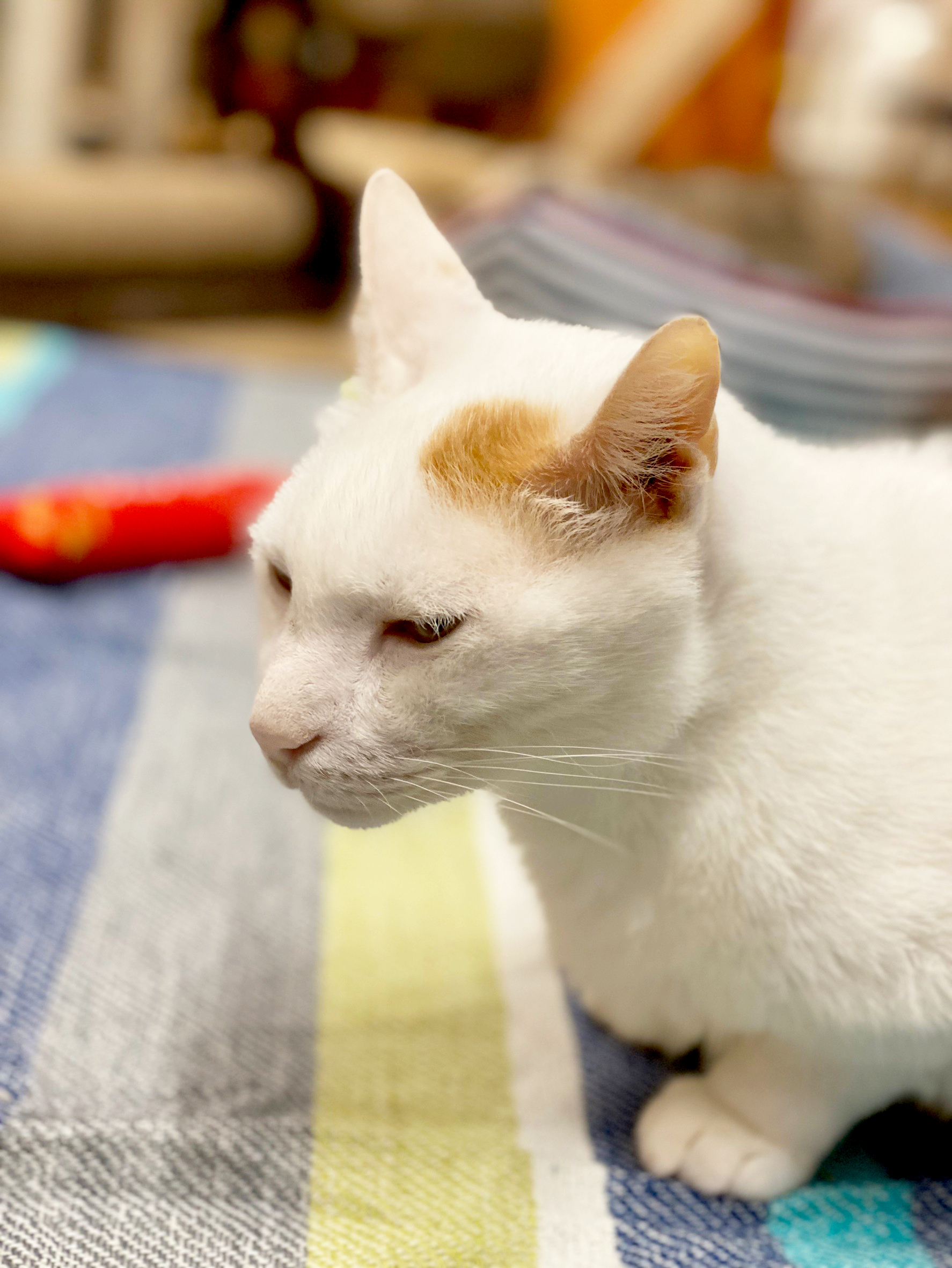 保護猫 さくら