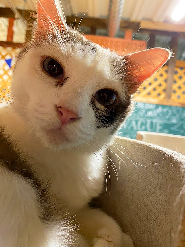 保護猫 エマ