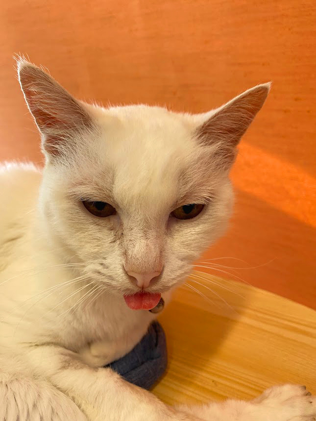 保護猫 いちご大福