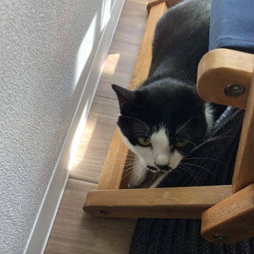リンゴちゃん