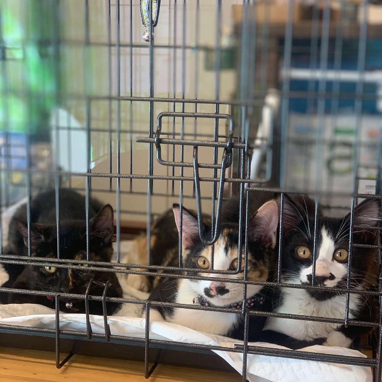 保護猫 ふう&華&キキ
