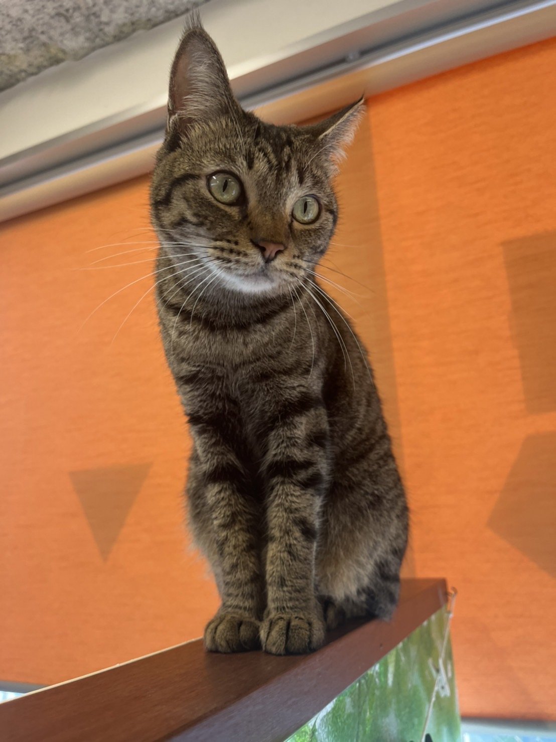 保護猫 えて