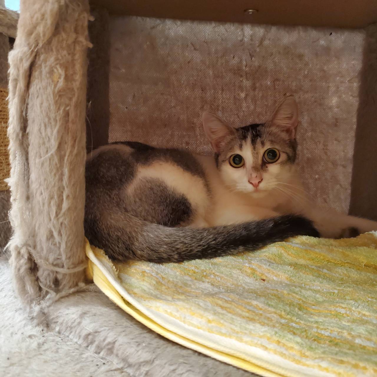 保護猫 ハナ