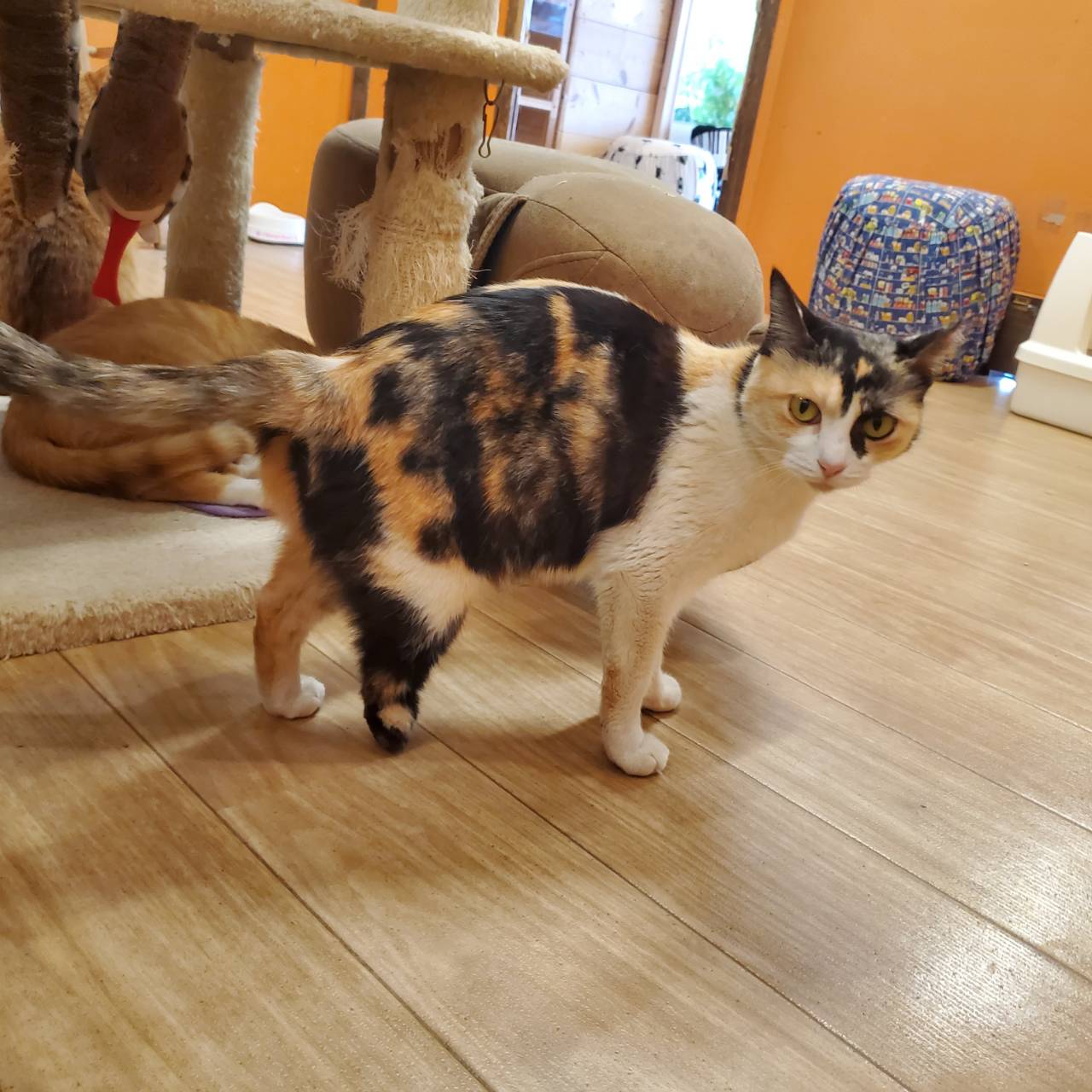 保護猫 ミーちゃん