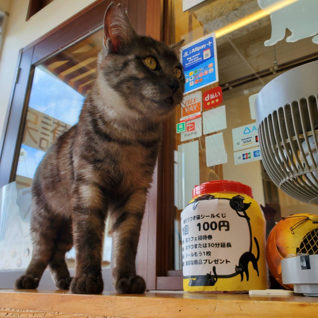 保護猫 炭次郎