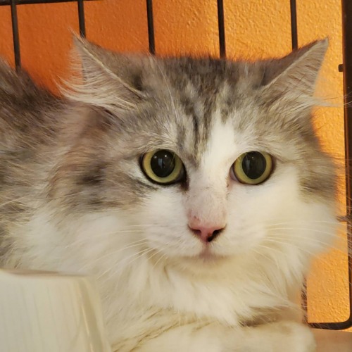 保護猫 めい