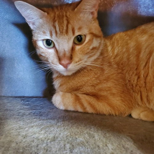 保護猫 かっきー