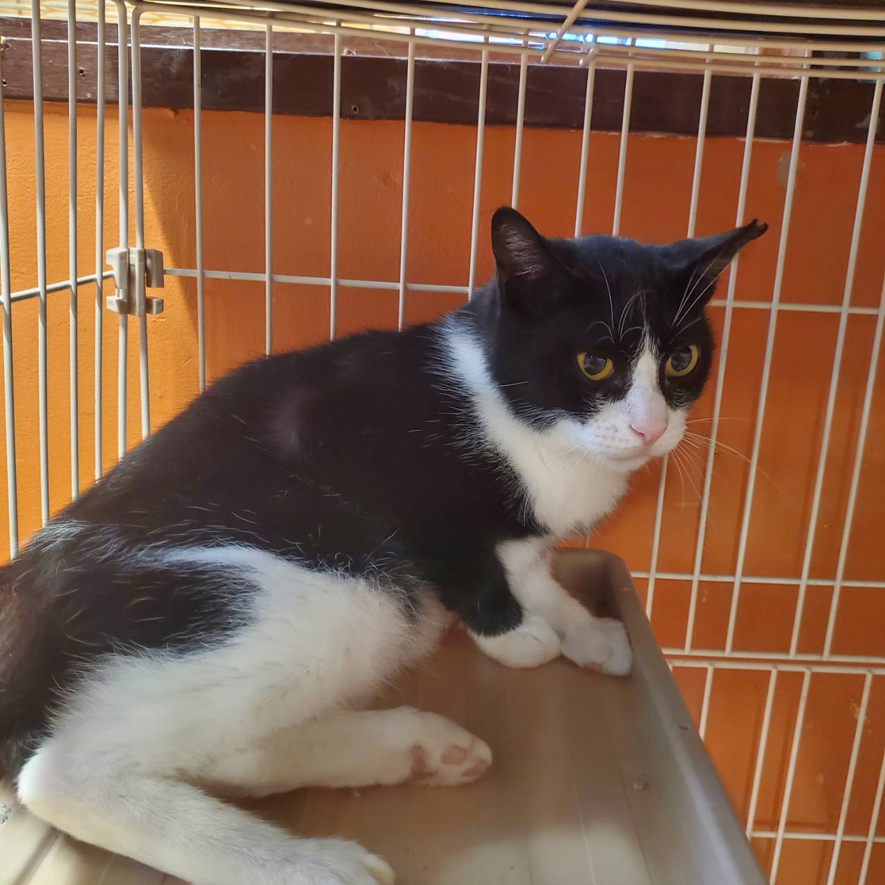 保護猫 ネオ