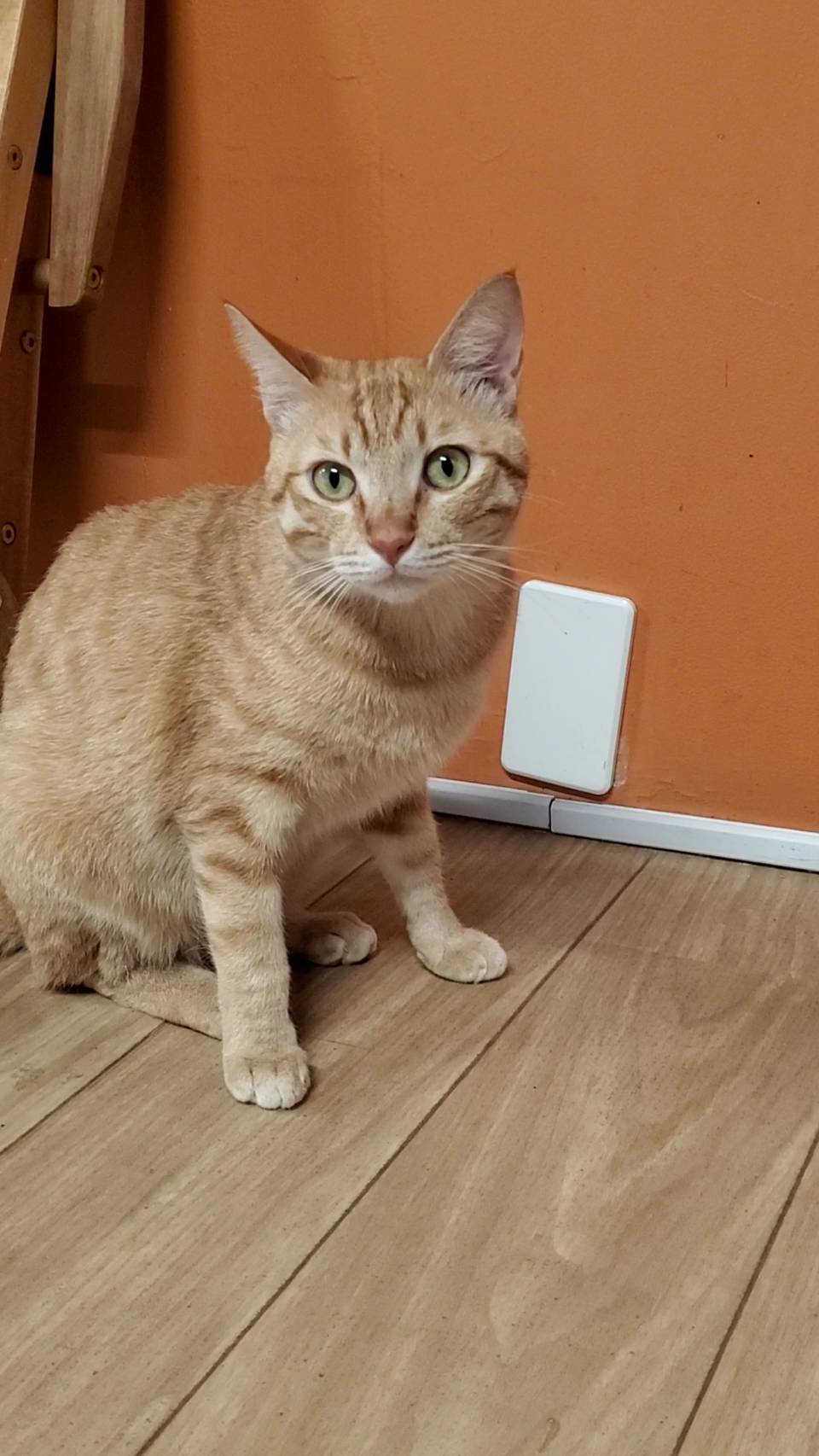 保護猫 かっきー