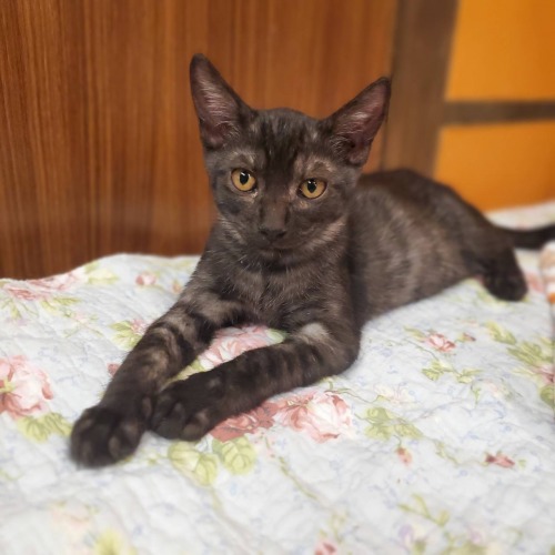 保護猫 ヨル