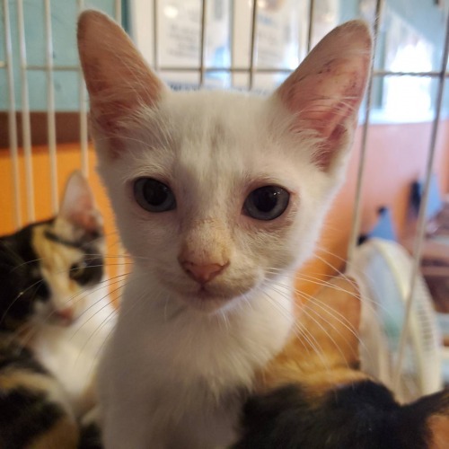 保護猫 ユキ