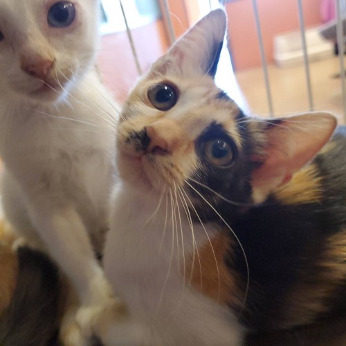 保護猫 ナツ