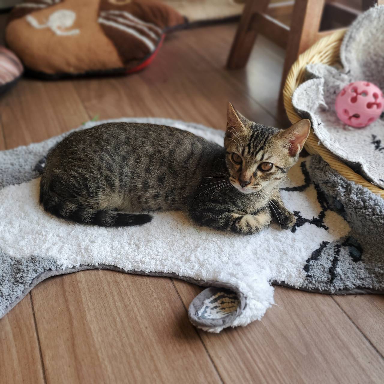 保護猫 つくし