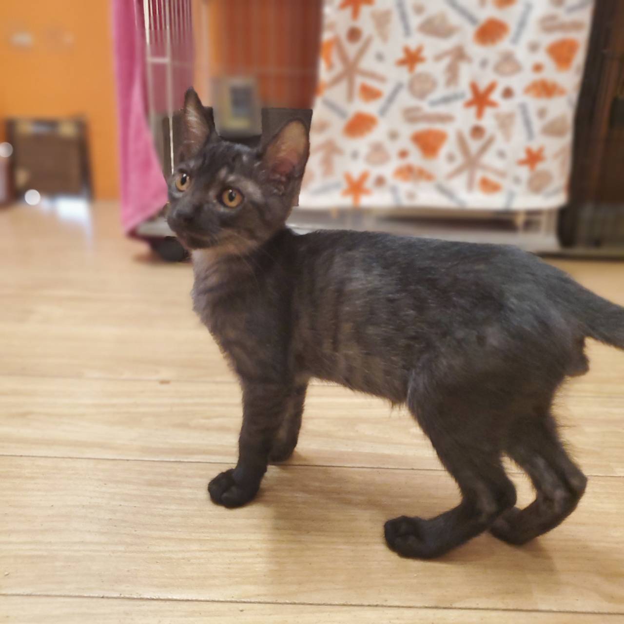 保護猫 ヨル