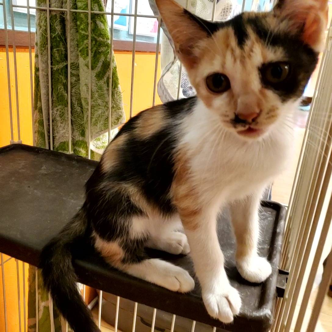 保護猫 ナツ