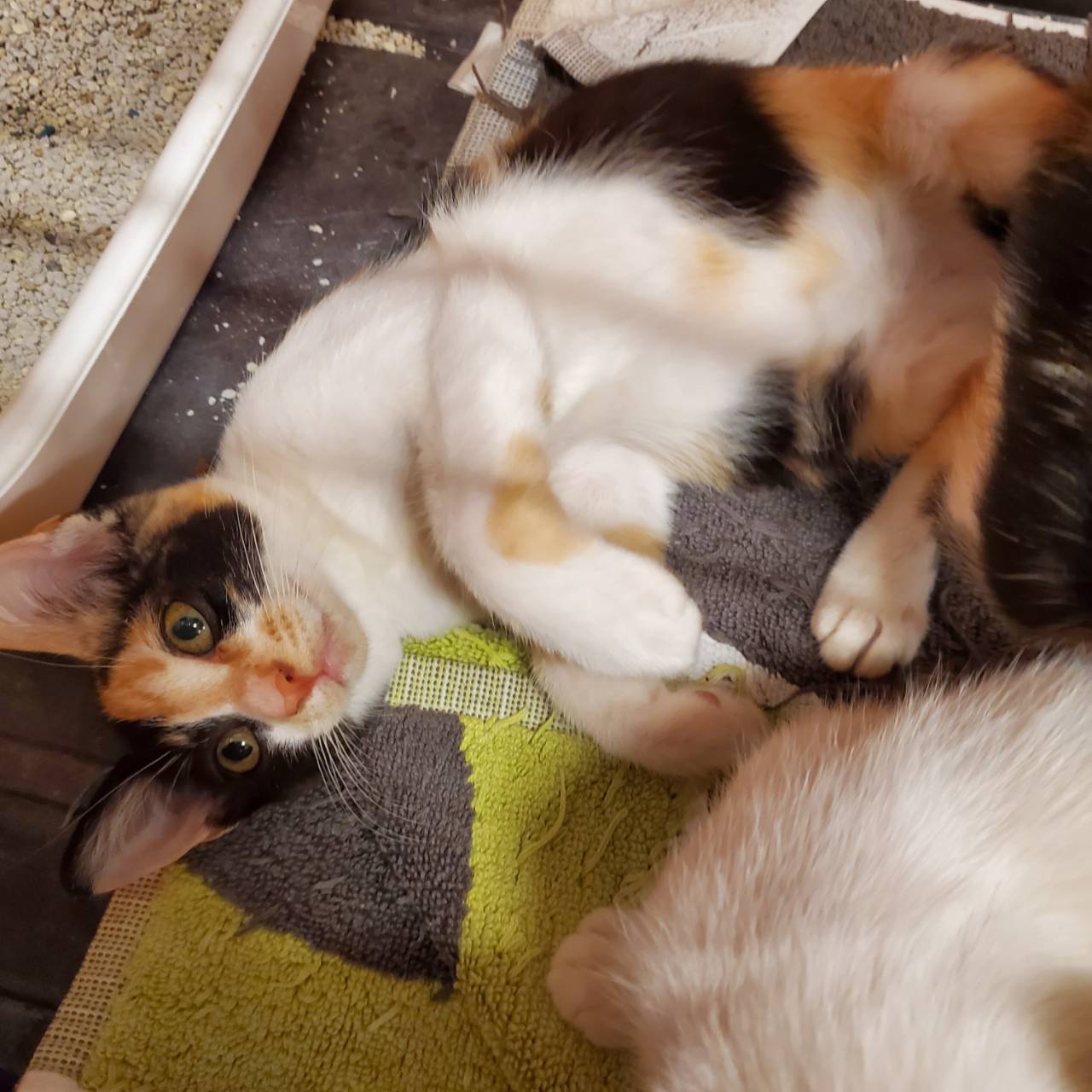 保護猫 ハル