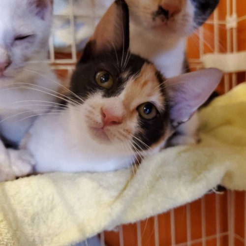 保護猫 ハル