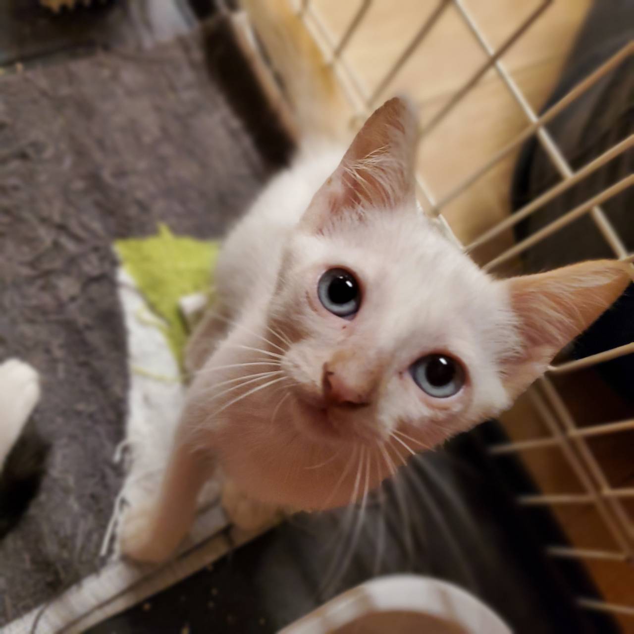 保護猫 ユキ