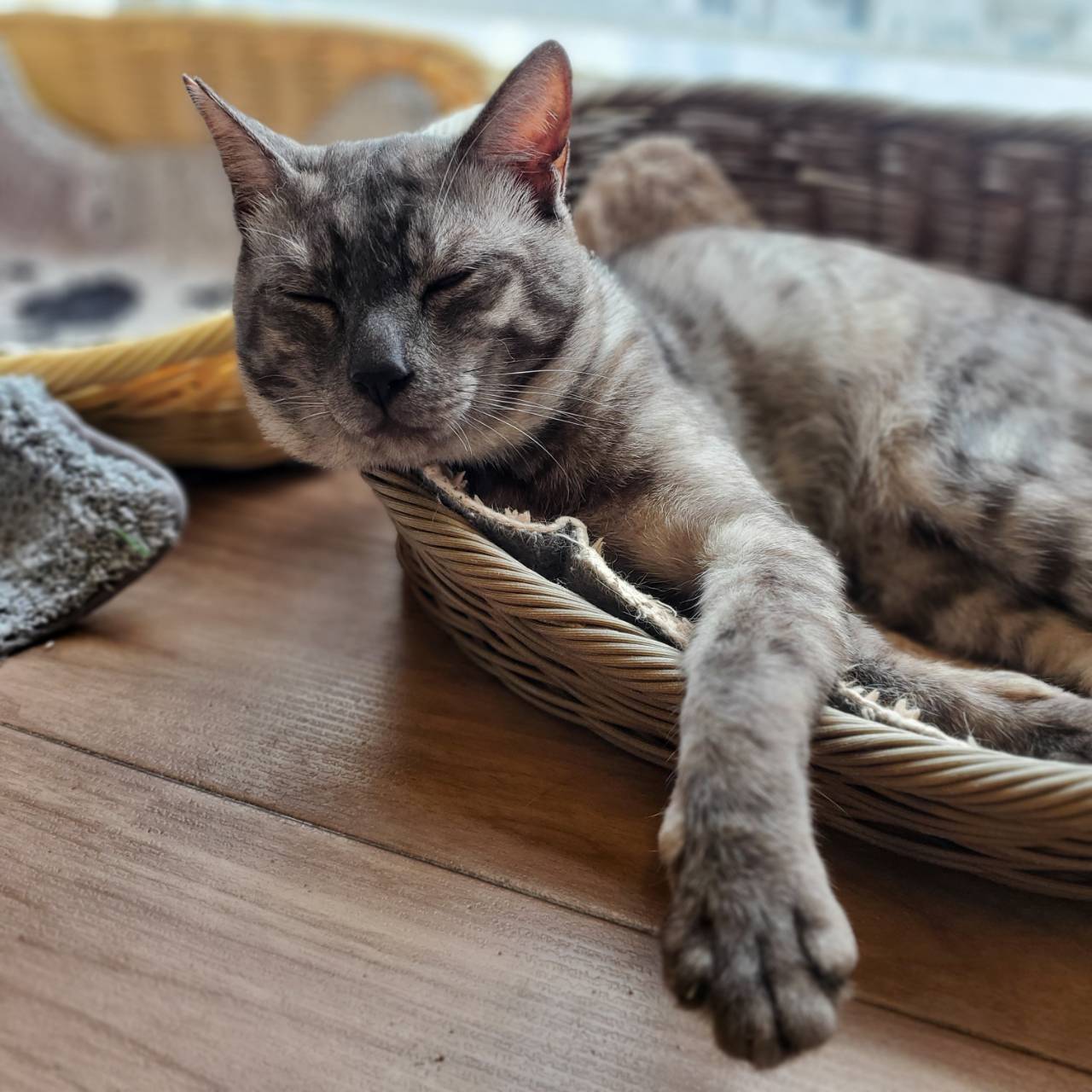 保護猫 竹雄