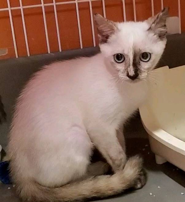 保護猫 モカ