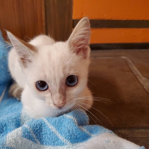保護猫 にんにん