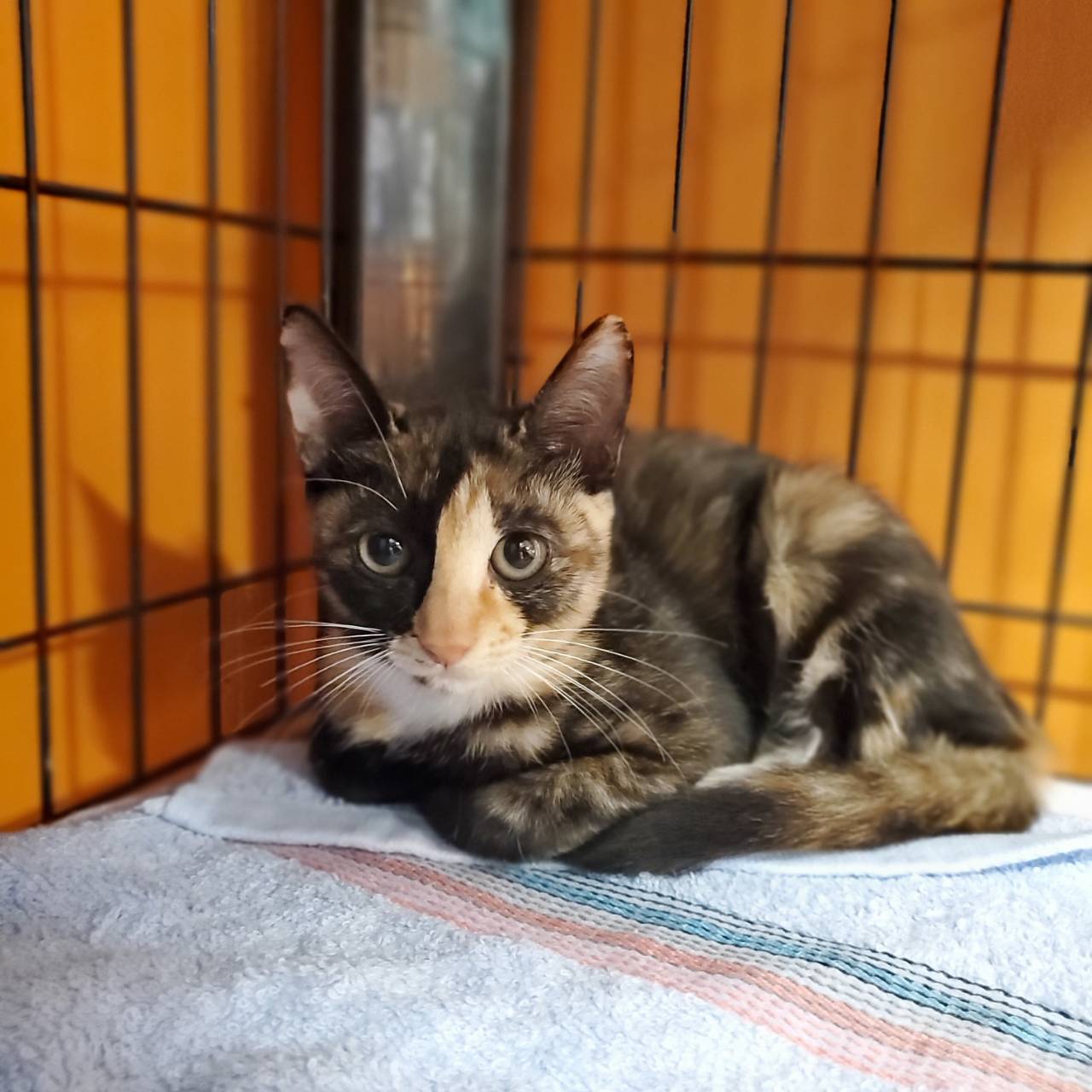 保護猫 さんさん