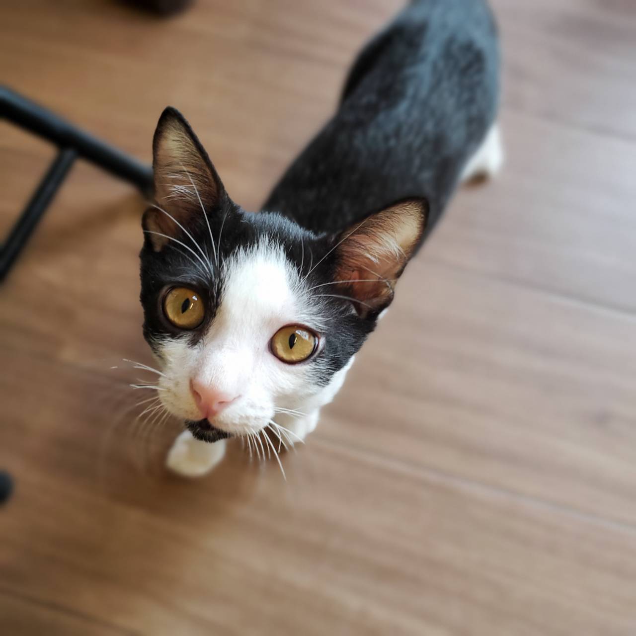 保護猫 マル