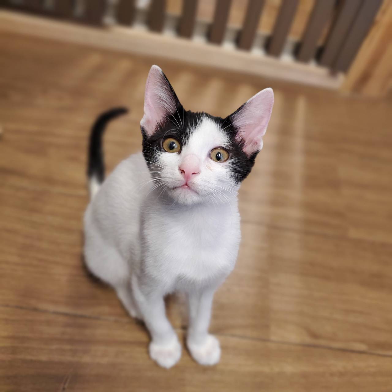 保護猫 ミル