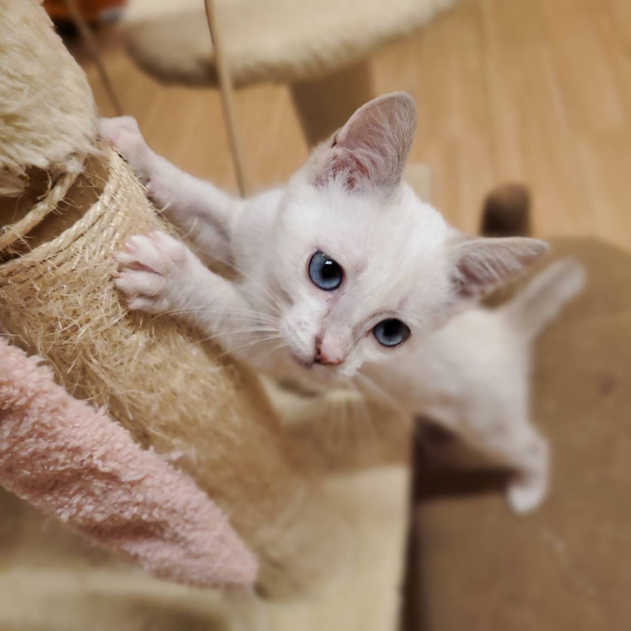 保護猫 にんにん