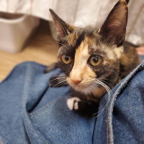保護猫 さんさん