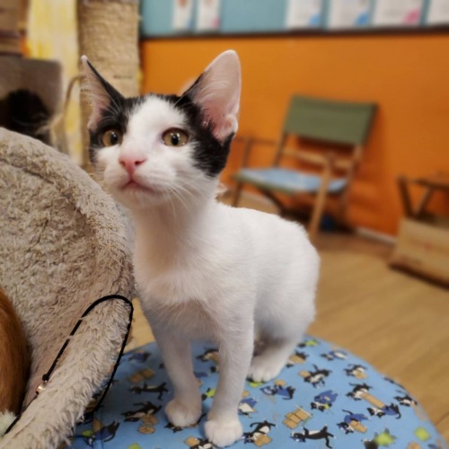保護猫 ミル