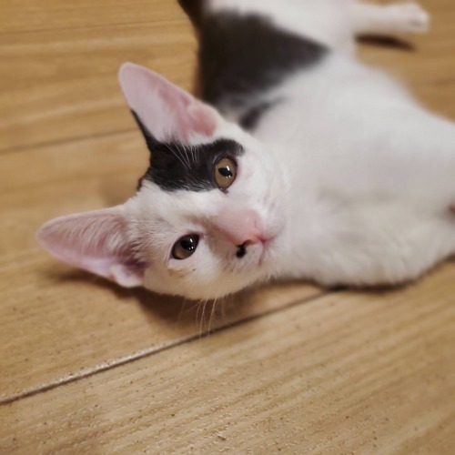 保護猫 シロップ