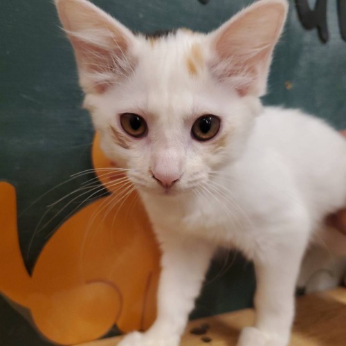 保護猫 ファミ