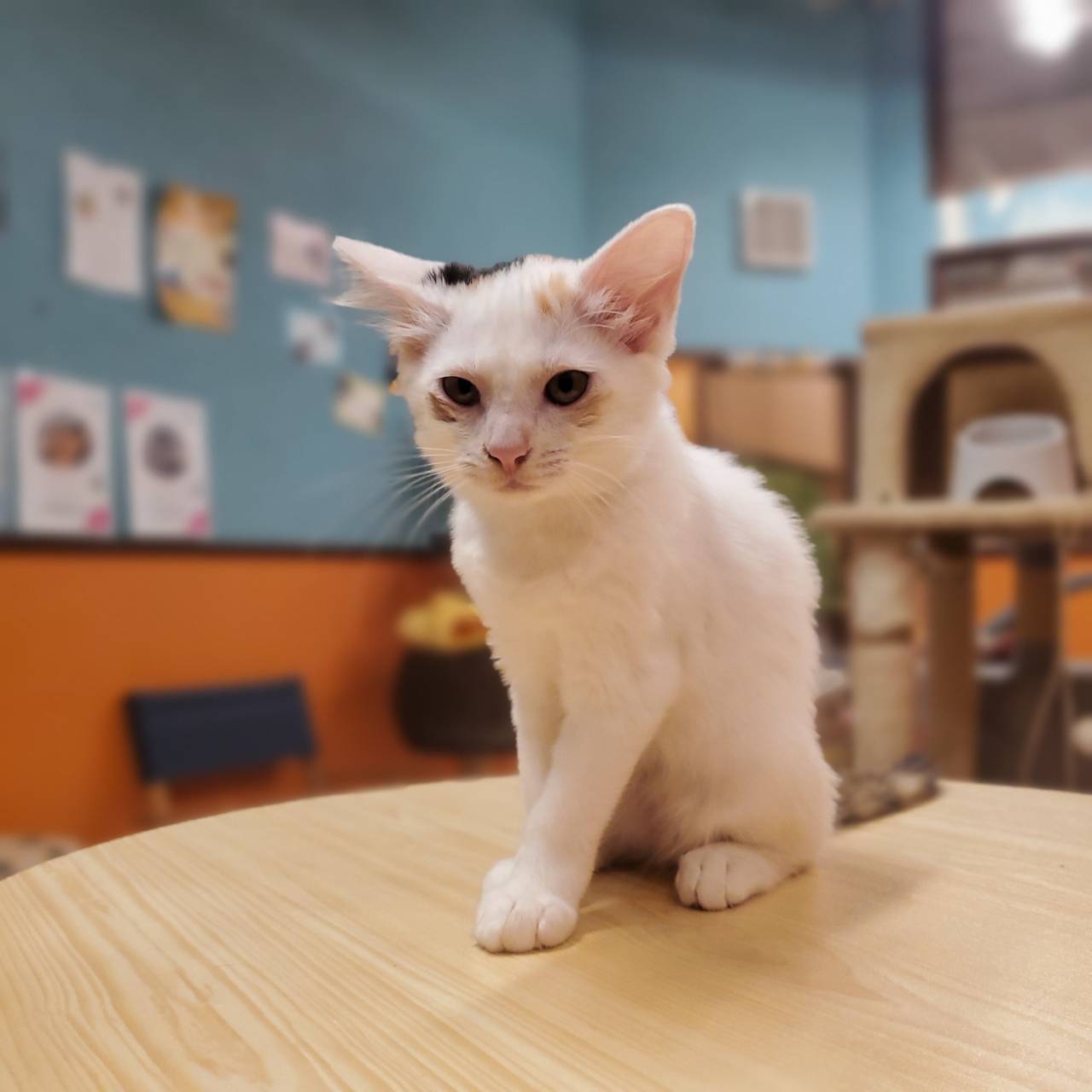 保護猫 ファミ