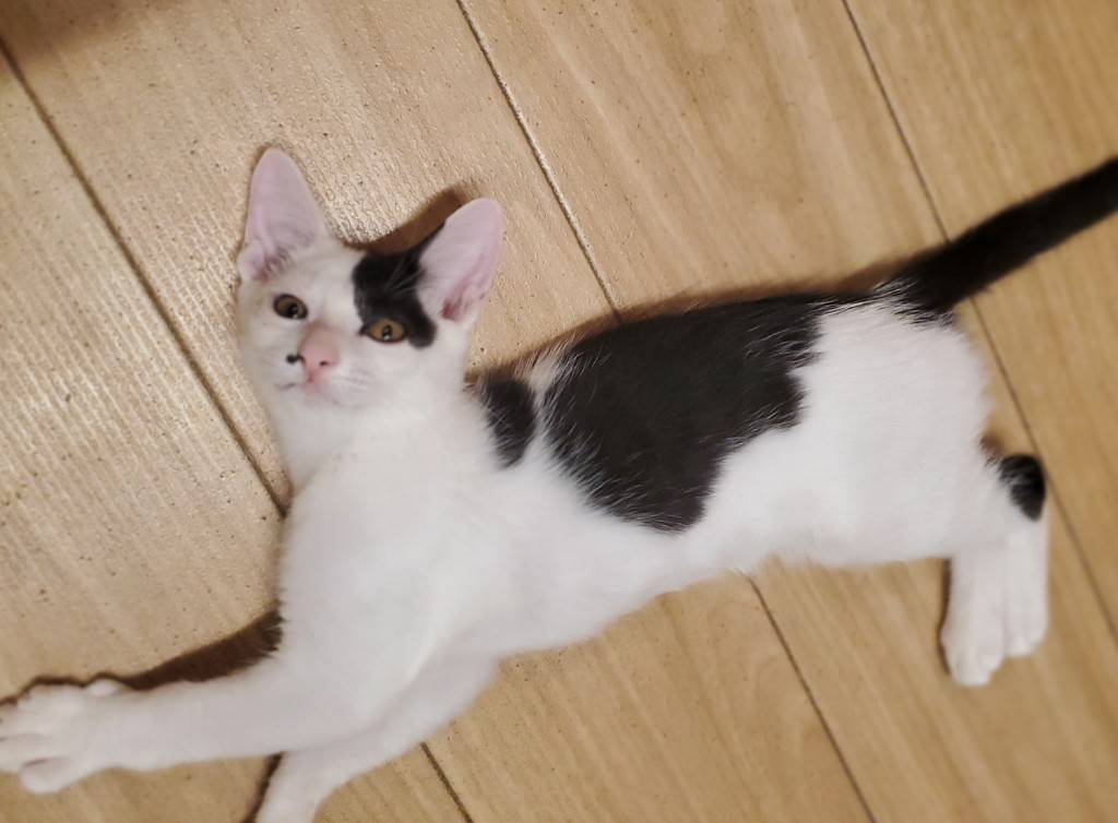 保護猫 シロップ