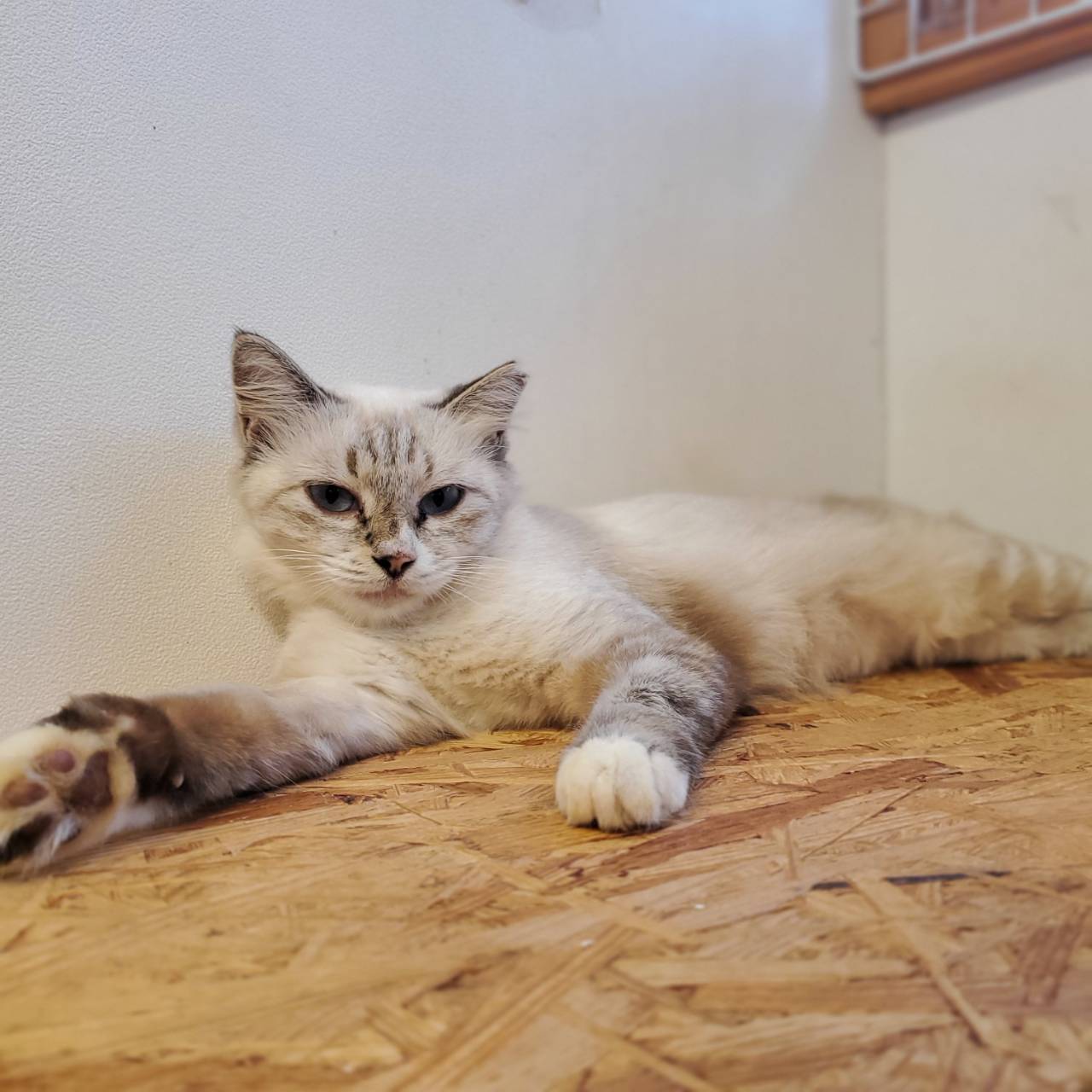 保護猫 プリン