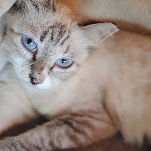 保護猫 プリン