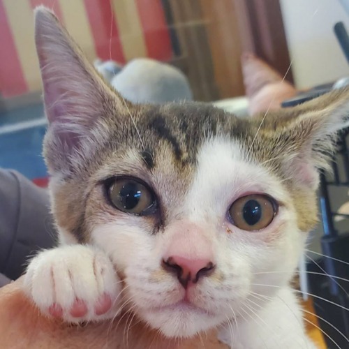 保護猫 アタリ